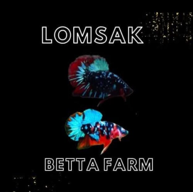 Lomsakbettafarm