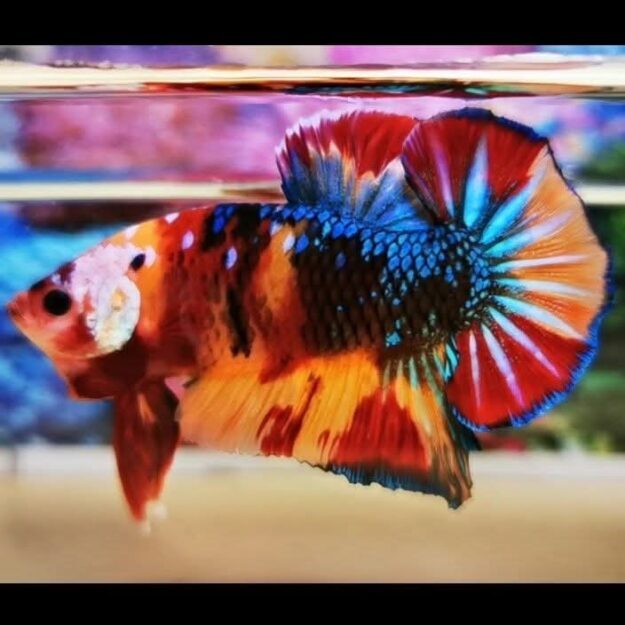 Thanakiat​ Giant​ Betta​