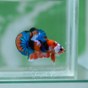 Orange Galaxy Male HMPK SB-032