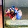 betta,ปลากัดมัลติคัลเลอร์,ปลากัด