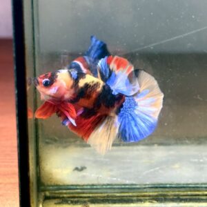 betta,ปลากัดมัลติคัลเลอร์,ปลากัด