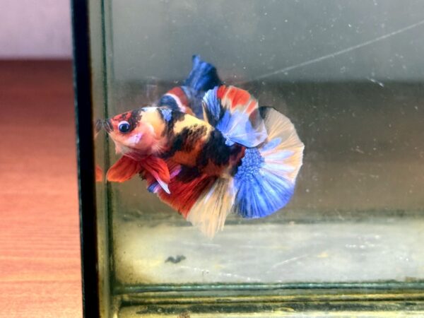 betta,ปลากัดมัลติคัลเลอร์,ปลากัด