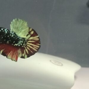 Back Per gold