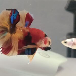 Nemo pattern