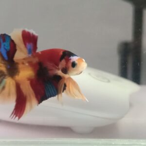 Nemo pattern