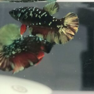 Back Per gold