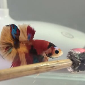 Nemo pattern