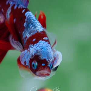 Mr. Red Sakura Galaxy HM Male SB-043