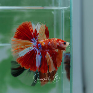 Nemo Galaxy Classic HM Male SB-055