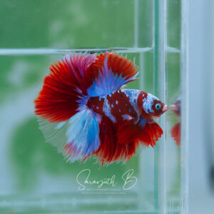 Mr. Red Sakura Galaxy HM Male SB-043