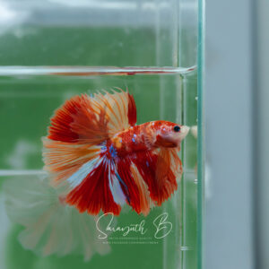 Nemo Galaxy Classic HM Male SB-055