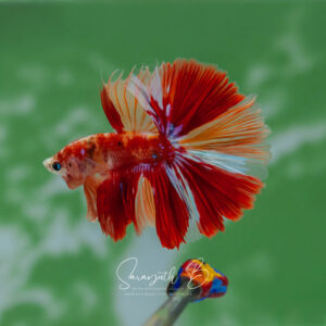 Nemo Galaxy Classic HM Male SB-055