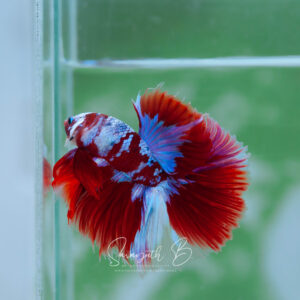 Mr. Red Sakura Galaxy HM Male SB-043
