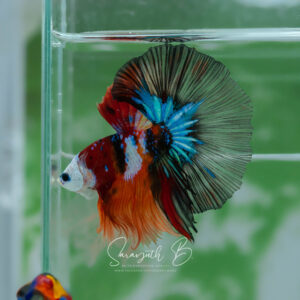 The Joker Nemo Galaxy HM Male SB-056