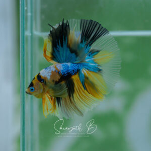 Yellow Galaxy HM Male SB-044