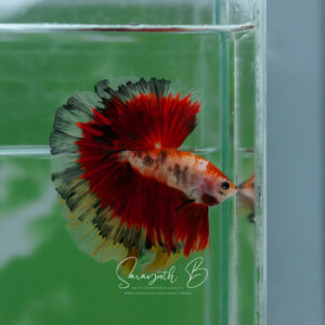 Black Red Butterfly HM Male SB-057
