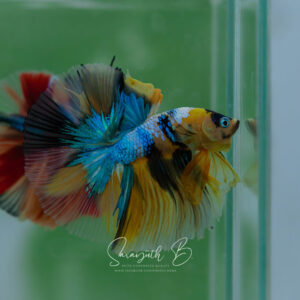 Yellow Galaxy HM Male SB-044