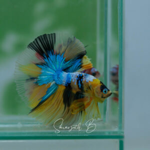 Yellow Galaxy HM Male SB-044