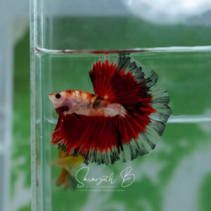 Black Red Butterfly HM Male SB-057