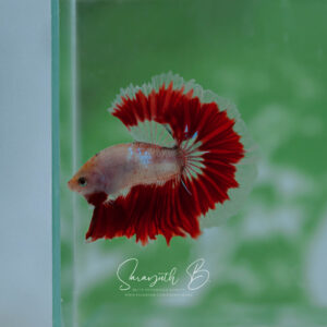 Red Cellophane HM Male SB-045