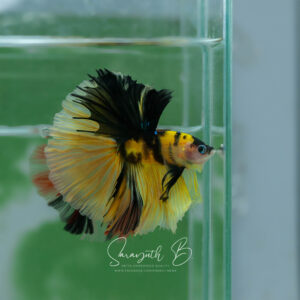 Yellow Tiger HM Male SB-058