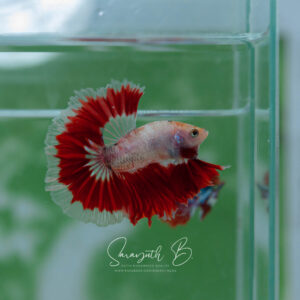 Red Cellophane HM Male SB-045