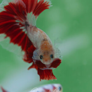 Red Cellophane HM Male SB-045