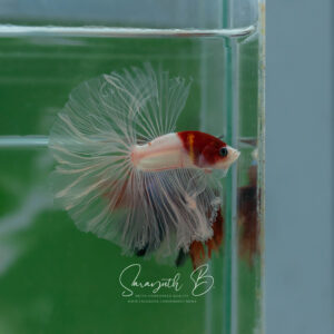 Red Tancho Koi HM Male SB-059