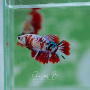 Mrs. Red Sakura Galaxy HM Female SB-046