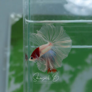 Red Tancho Koi HM Male SB-059