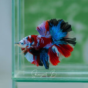 Red Caraxes Galaxy HM Male SB-047