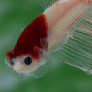 Red Tancho Koi HM Male SB-059