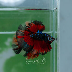 Black Phantom Galaxy HM Male SB-061