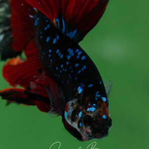 Black Phantom Galaxy HM Male SB-061