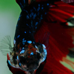 Black Phantom Galaxy HM Male SB-061