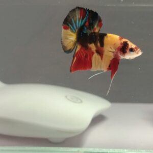 Nemo