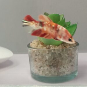 Nemo metallic