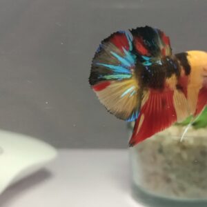 Nemo