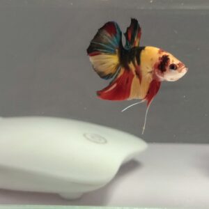 Nemo