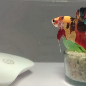 Nemo