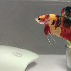 Nemo