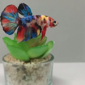 Munti avatar