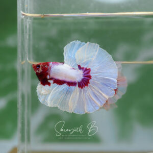 Salamander Butterfly HM Male SB-079