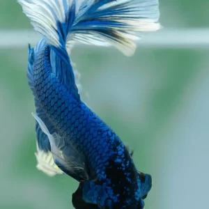 Blue Butterfly HM SB-086