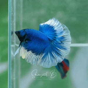 Blue Butterfly HM SB-086