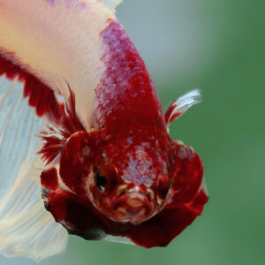 Salamander Butterfly HM Male SB-079