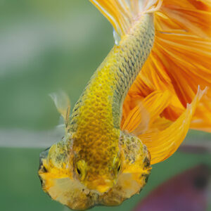 Yellow Mustards Gas Hawk HM Male SB-080
