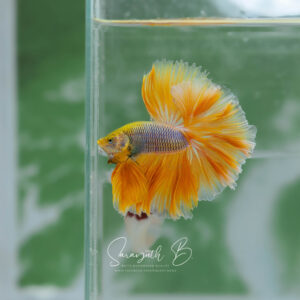 Yellow Mustards Gas Hawk HM Male SB-080