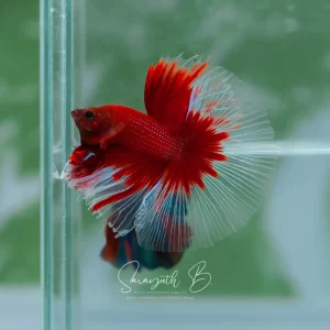 Red Butterfly HM SB-088