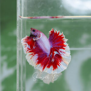 Salamander Butterfly Pink Base HM Male SB-081